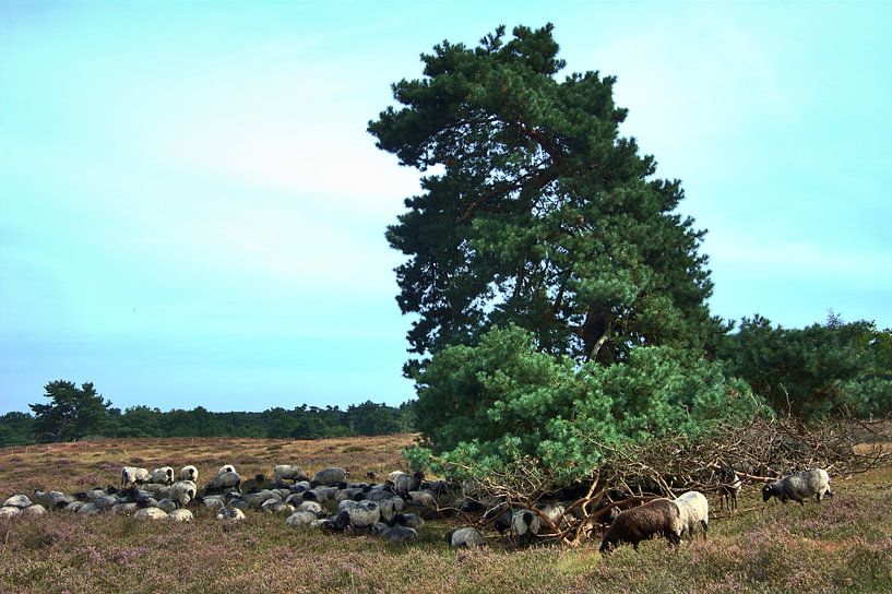 Moutons dans la lande par Edgar Schermaul