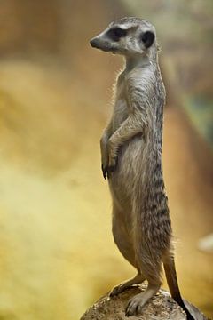 Attentive cute meerkat worth column- Meerkat attentively looks into the distance - disciplined looko by Michael Semenov