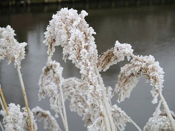 Bevroren rietpluimen aan de waterkant van Froukje Hobma