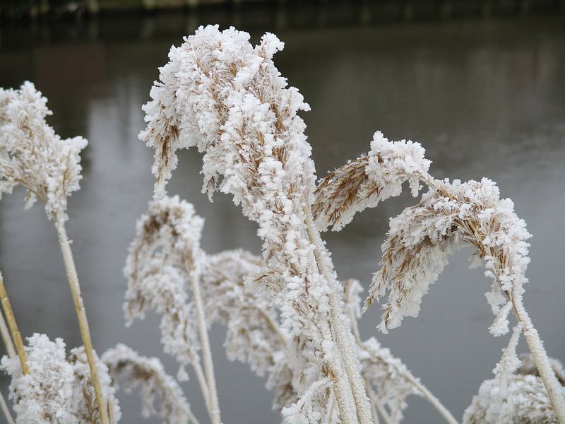 Frozen reed along the ditch by Froukje Hobma