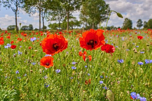 Coquelicots dans un champ de fleurs de coucou