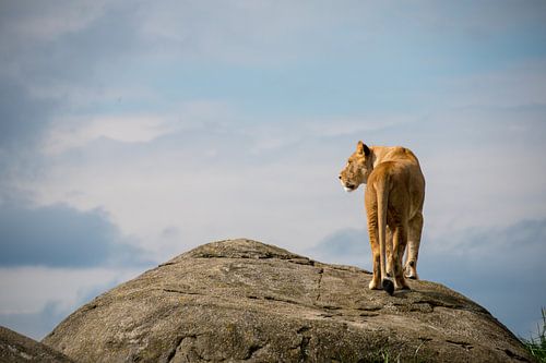 Lionne à hauteur d'homme