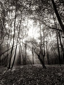 Overstraling in het bos