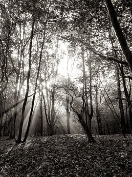 Overstraling in het bos van Bob Bleeker