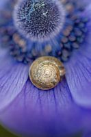Bloemen abstract - Paarse anemoon met slakkenhuis - Macro