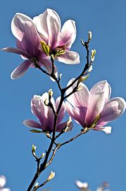 Magnolias in spring light by Silva Wischeropp