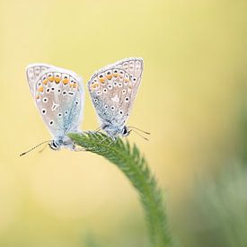 Twee icarusblauwtjes van Moetwil en van Dijk - Fotografie