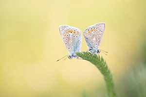 Two icarus blues