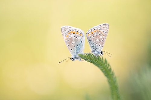 Twee icarusblauwtjes