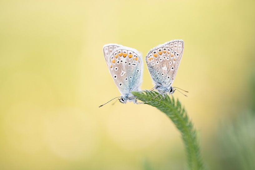 Zwei Ikarus-Blaue von Moetwil en van Dijk - Fotografie