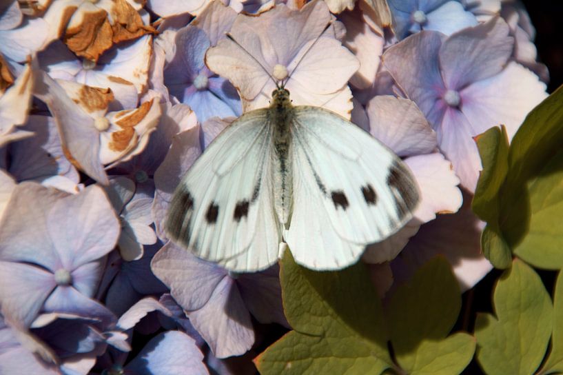 butterfly one with the flowers by wil spijker