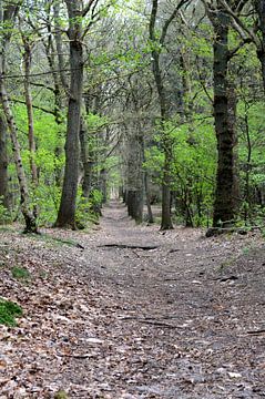 bospad van Onno van Kuik