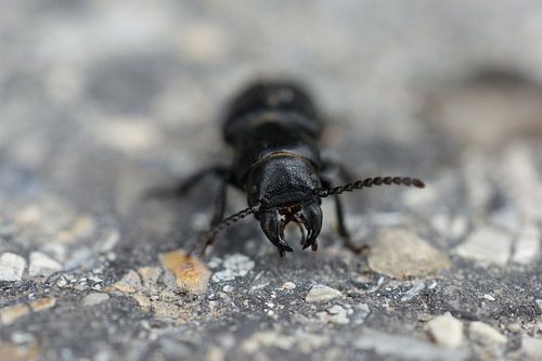 Boktor - up close and personal
