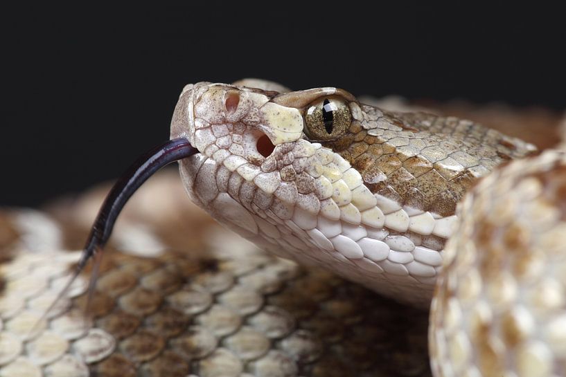 Great Plains Rattlesnake (Crotalus viridis) by Ronald Pol