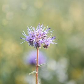 Close-up van Danique Habets