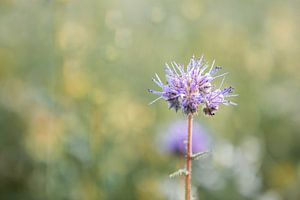 Close-up by Danique Habets