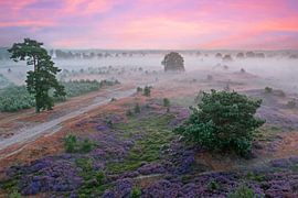 Aerial view of a misty sunrise at Hoge Veluwe National Park in the Netherlands by Eye on You