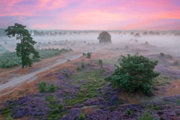 Luchtfoto van een mistige zonsopgang op Nationaal Park de Hoge Veluwe in Nederland van Eye on You