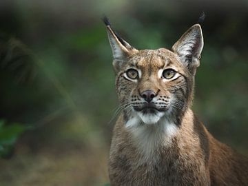 Lynx : biotoop wildpark Anholter Schweiz van Loek Lobel