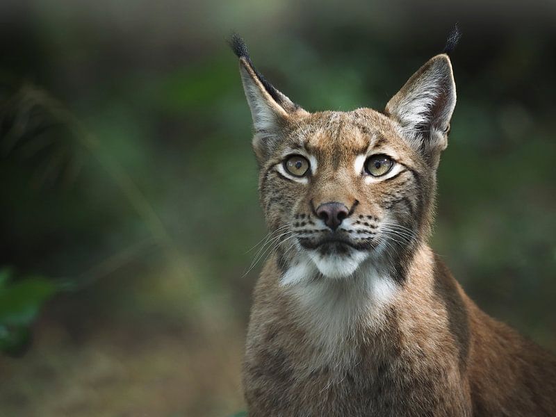 Lynx : parc animalier de biotope Anholter Schweiz par Loek Lobel