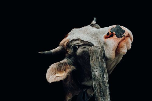 Freche Kuh im Portrait