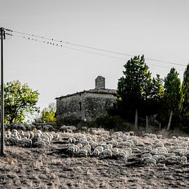 Schaapskudde bij kerkruïne, Kerk van de Heiligen Lorentino en Pergentino in Cosona, Val d'Orcia, Toscane, Italië. van Jaap Bosma Fotografie