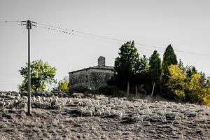 Troupeau de moutons à Church Ruin
