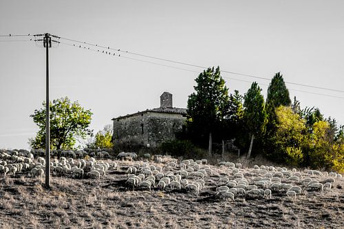 Schaapskudde bij kerkruïne, Kerk van de Heiligen Lorentino en Pergentino in Cosona, Val d'Orcia, Toscane, Italië.