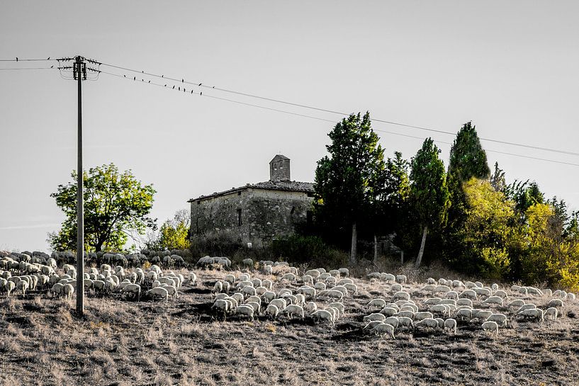 Schaapskudde bij kerkruïne, Kerk van de Heiligen Lorentino en Pergentino in Cosona, Val d'Orcia, Toscane, Italië. van Jaap Bosma Fotografie