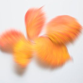 Couleurs d'automne enjouées 6 sur Jaap Tanis