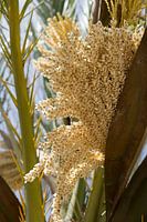 Bloeiende dadelpalm en zonlicht