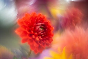 Oranje Dahlia: Energie en Moed in Bloei van elma maaskant