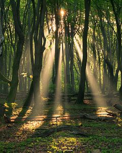 Sonnenlicht von Hanna Verboom