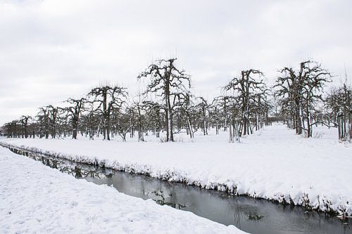 Boomgaard in de sneeuw