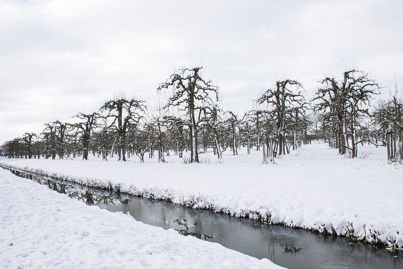 Orchard in the snow by Ingrid de Vos - Boom