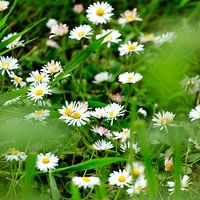 Early spring flowers