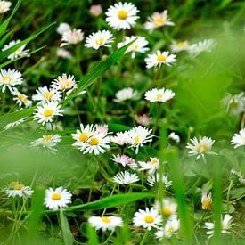 Early spring flowers by Marian Merkelbach