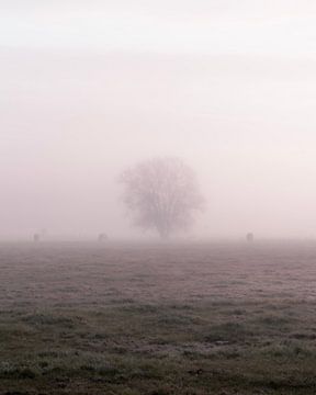 einsamer Baum in einem weichen Schleier von Yorick De Wilde