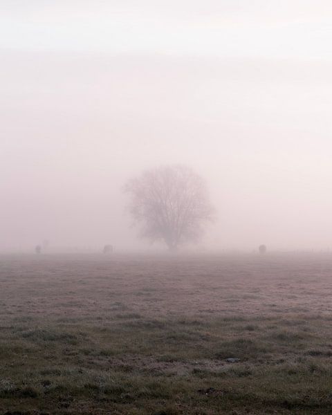 lonely tree in a soft veil by Yorick De Wilde