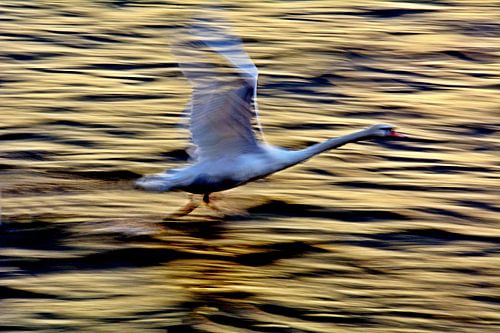 LE CYGNE BLANC 3