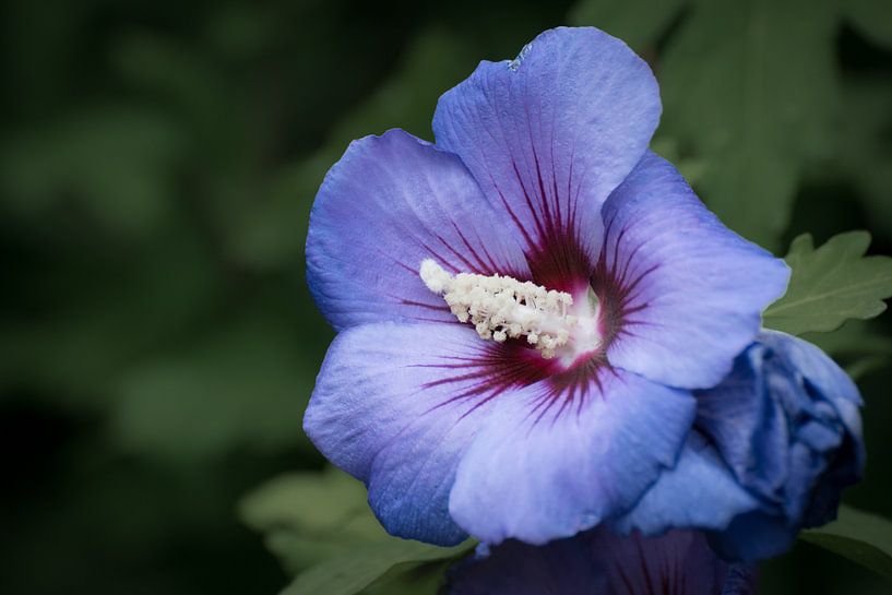 Paarse hibiscus van Kim de Been