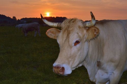 Cattle at sunset