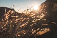 Through the grass