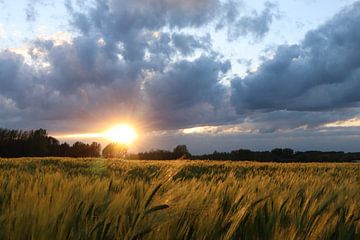 Frühlingssonnenuntergang im Weizenfeld - 2 von Katrien Janssens