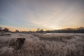 Morgens von Bart Liesenborgs