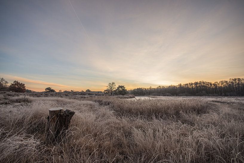 mornings by Bart Liesenborgs