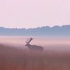 Abendstille auf dem Feld von Cor de Bruijn Photography