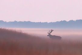 Abendstille auf dem Feld