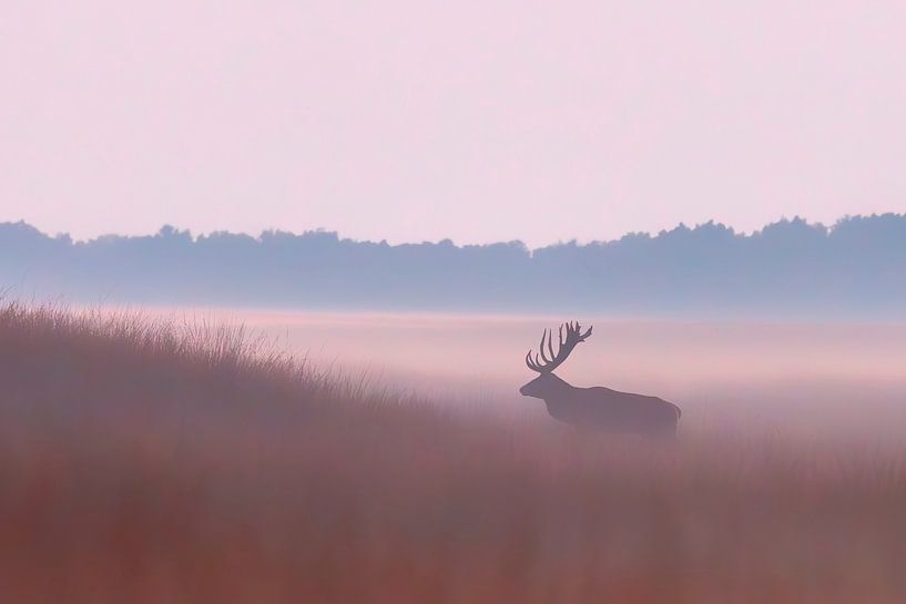 Evening silence in the field by Cor de Bruijn Photography