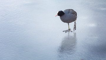 Cold coot by Jan van der Knaap